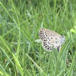 自分のルーツとは(2)