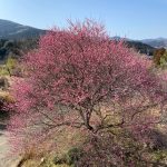 梅の木との対話(2)