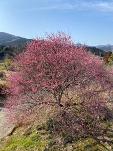 梅の木との対話(1)