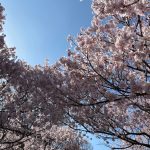桜のエネルギー